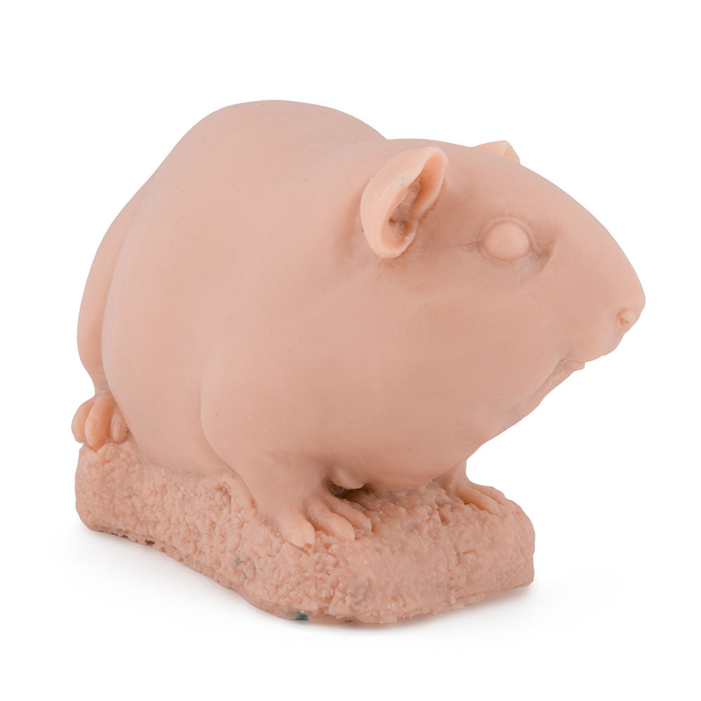 Guinea Pig