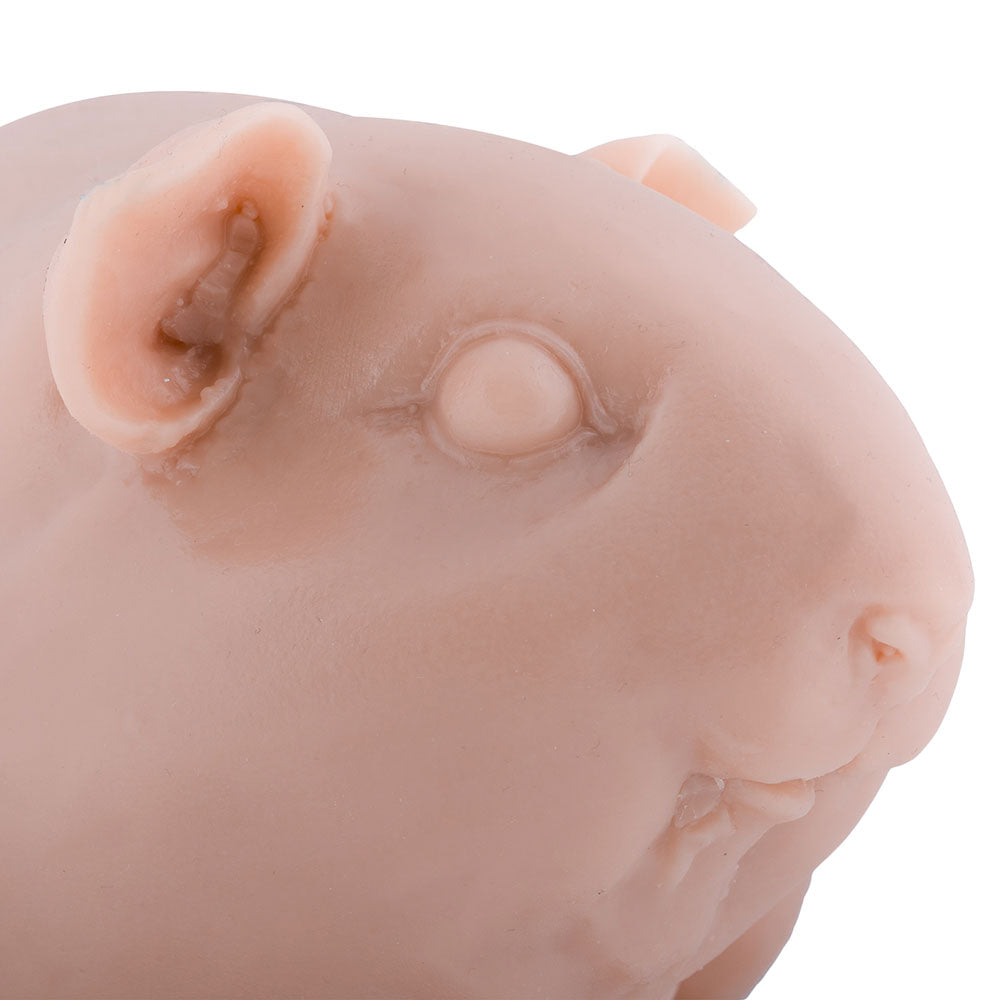 Guinea Pig