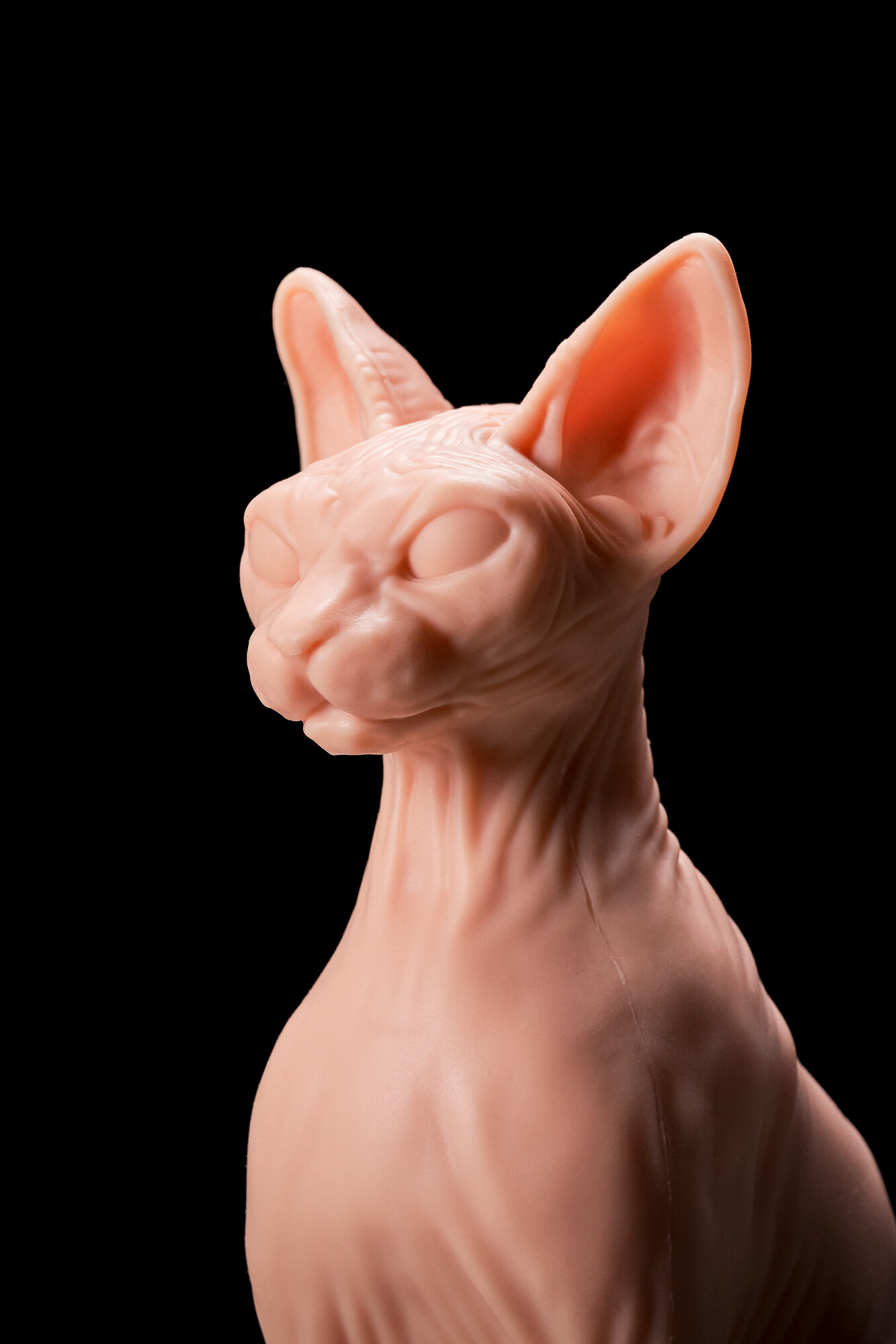 Sphynx Cat — Tattooed